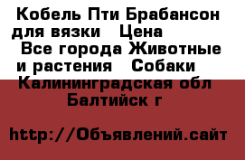 Кобель Пти Брабансон для вязки › Цена ­ 30 000 - Все города Животные и растения » Собаки   . Калининградская обл.,Балтийск г.